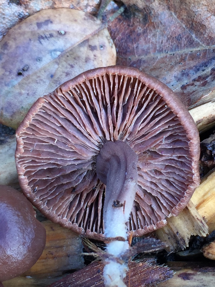Gymnopus vernus image