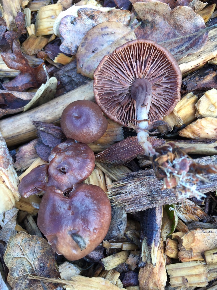 Gymnopus vernus image