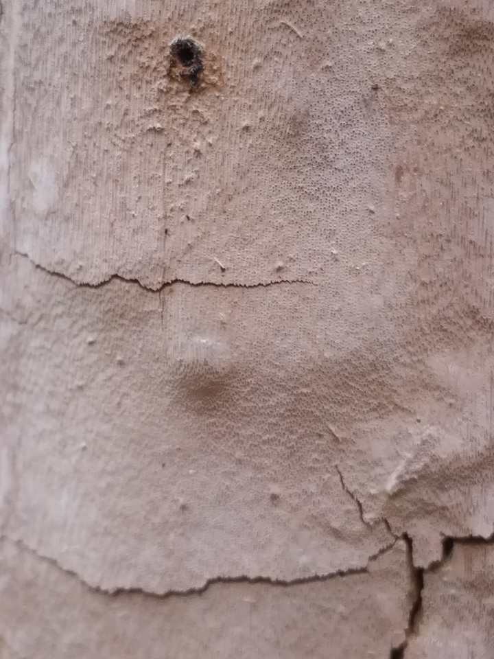 Fomitiporia langloisii image