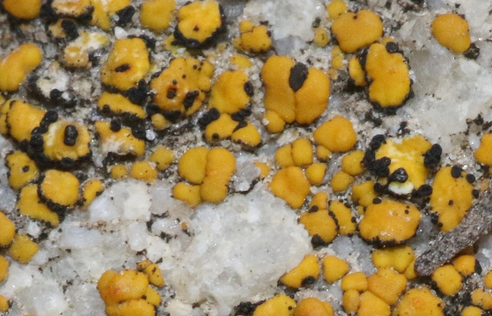 Lichenostigma saxicola image