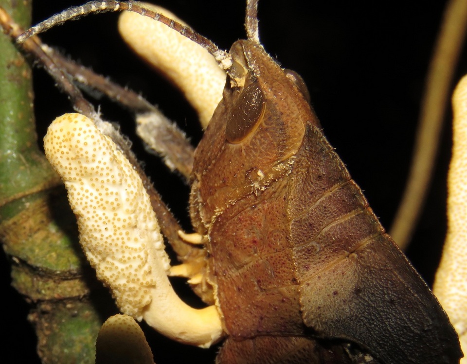 Cordyceps locustiphila image