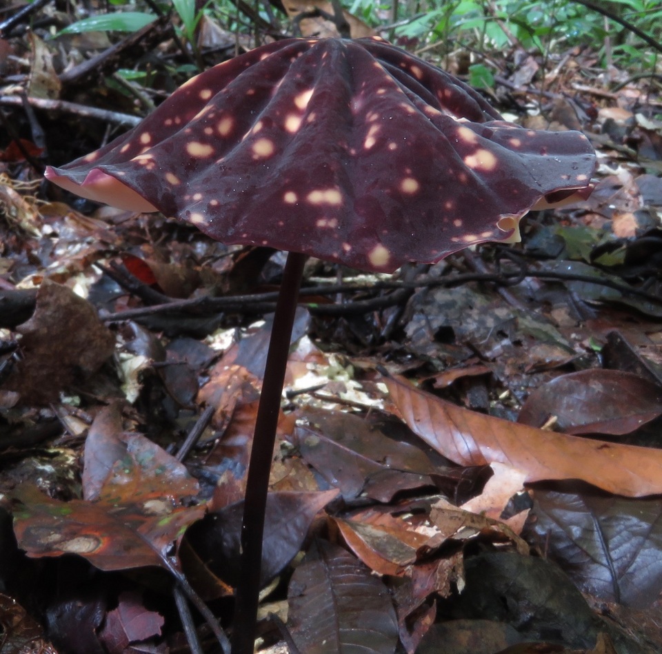 Marasmius amazonicus image