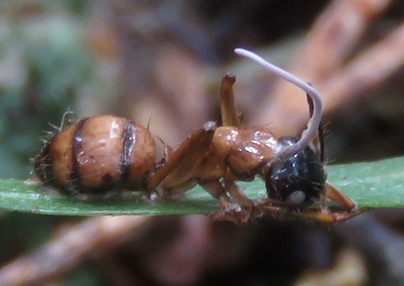 Ophiocordyceps camponoti-atricipis image