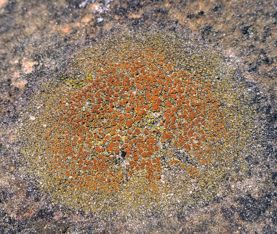 Caloplaca flavovirescens image