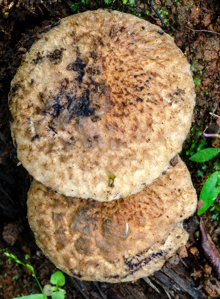 Gyroporus furvescens image