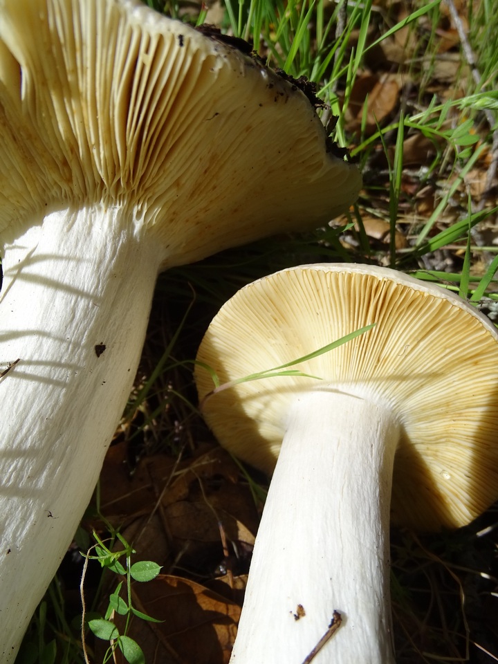 Russula albidula image