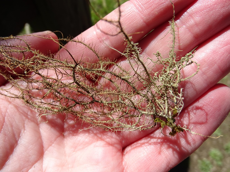 Usnea dasaea image