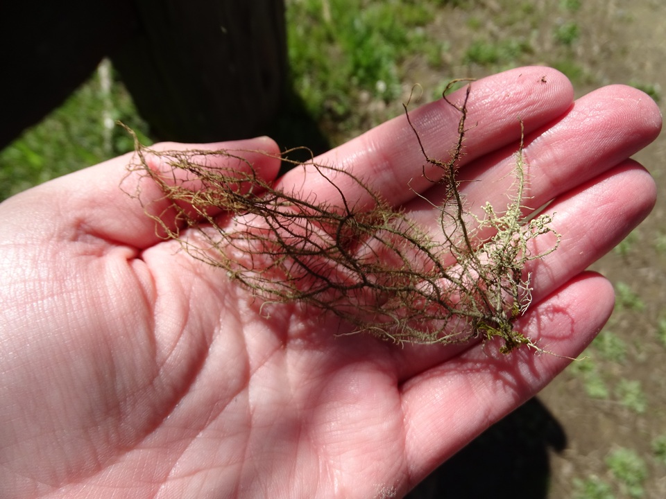 Usnea dasaea image