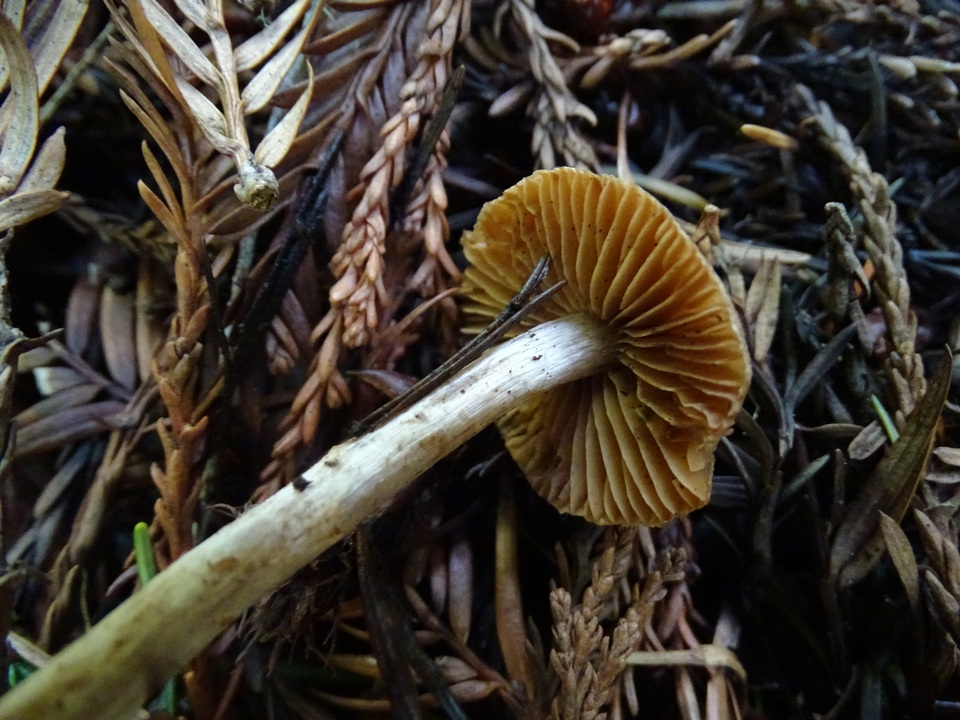 Inocybe cinnamomea image