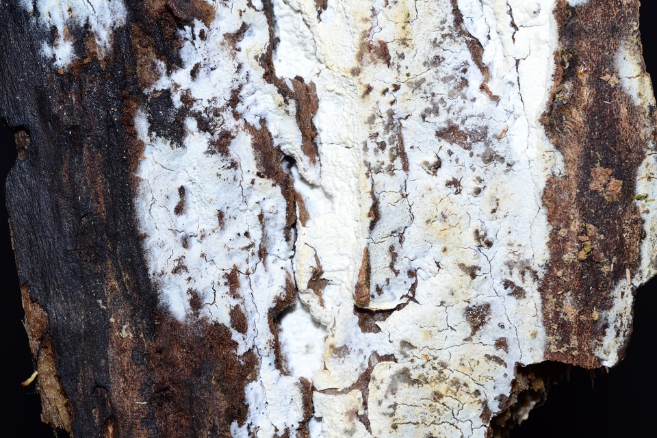 Athelia acrospora image