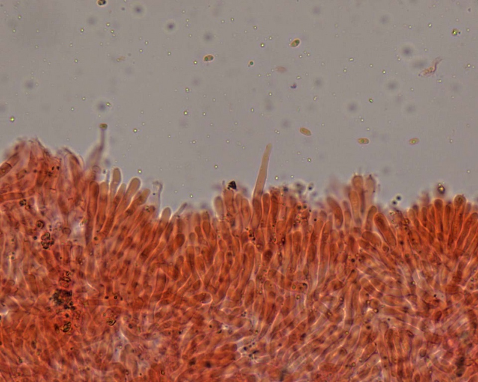 Phanerochaete calotricha image