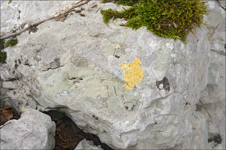 Caloplaca ochracea image