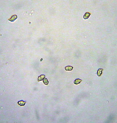 Pouzarella flavoviride image