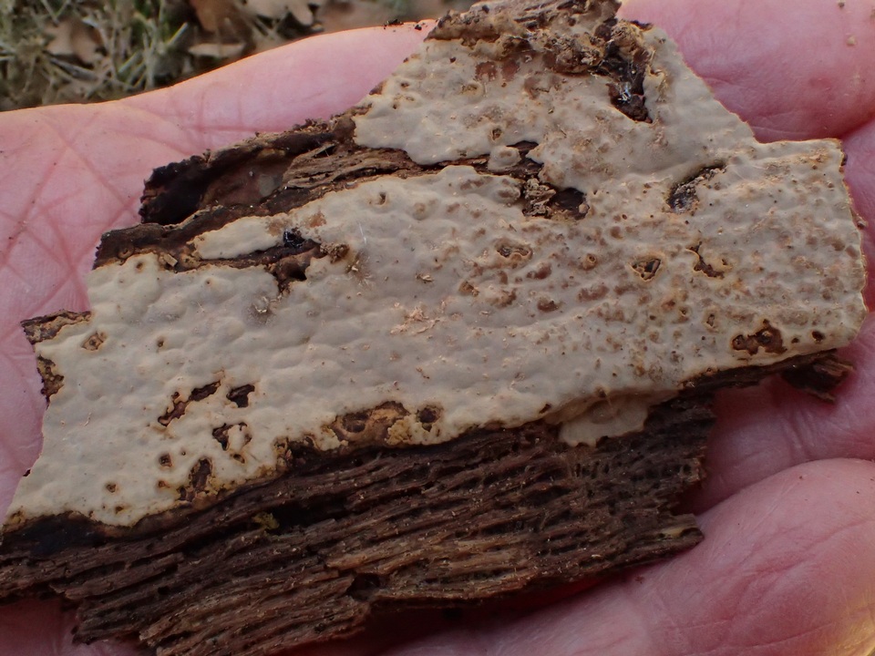 Dichostereum rhodosporum image