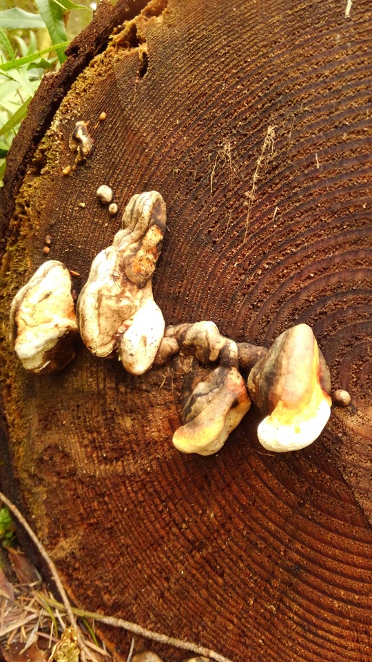 Fomitopsis mounceae image