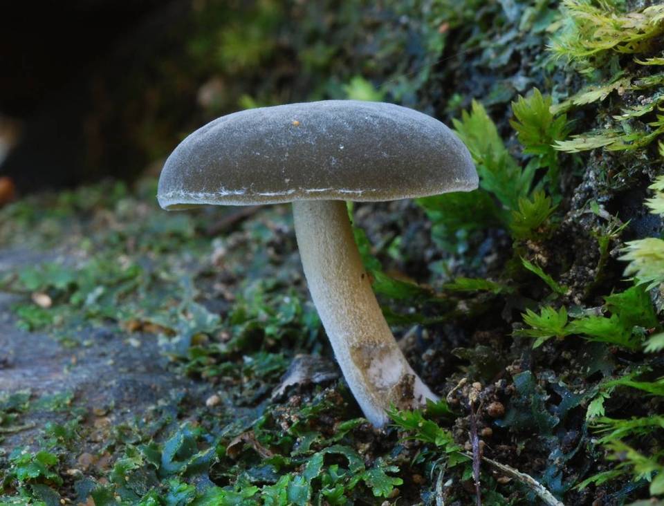 Simocybe pruinata image