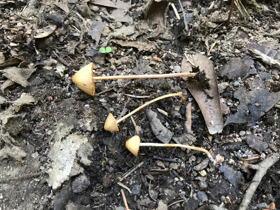 Conocybe semiglobata image