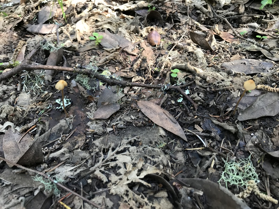 Conocybe semiglobata image