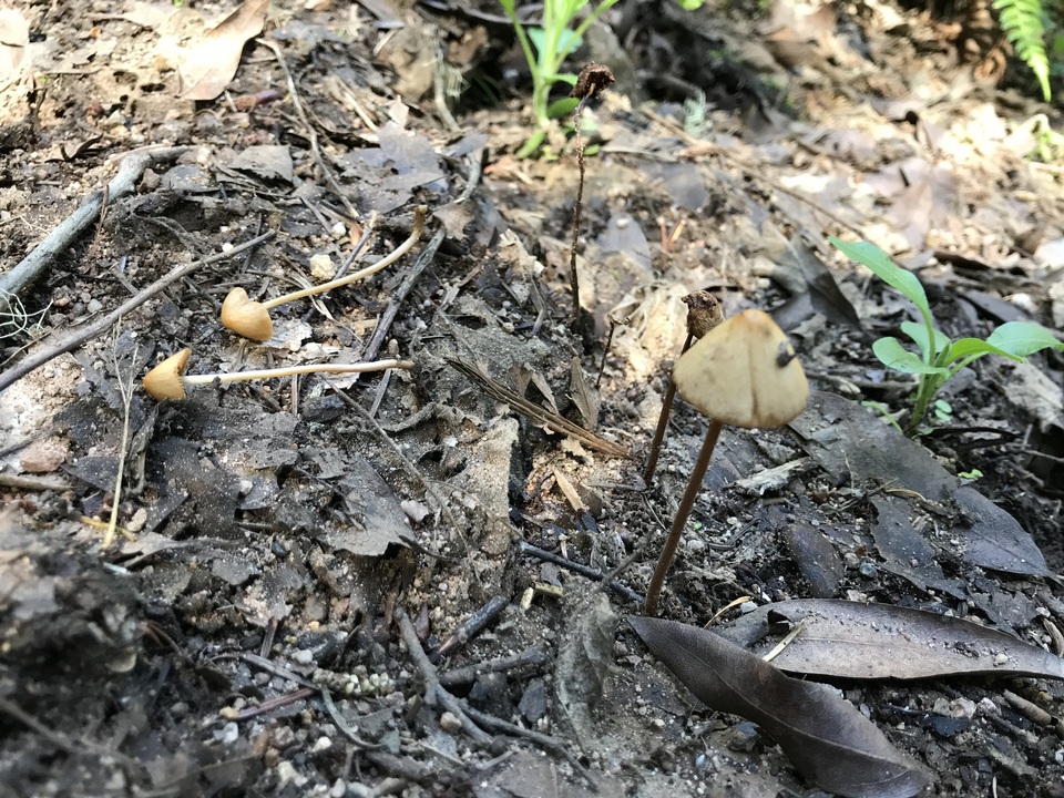 Conocybe semiglobata image