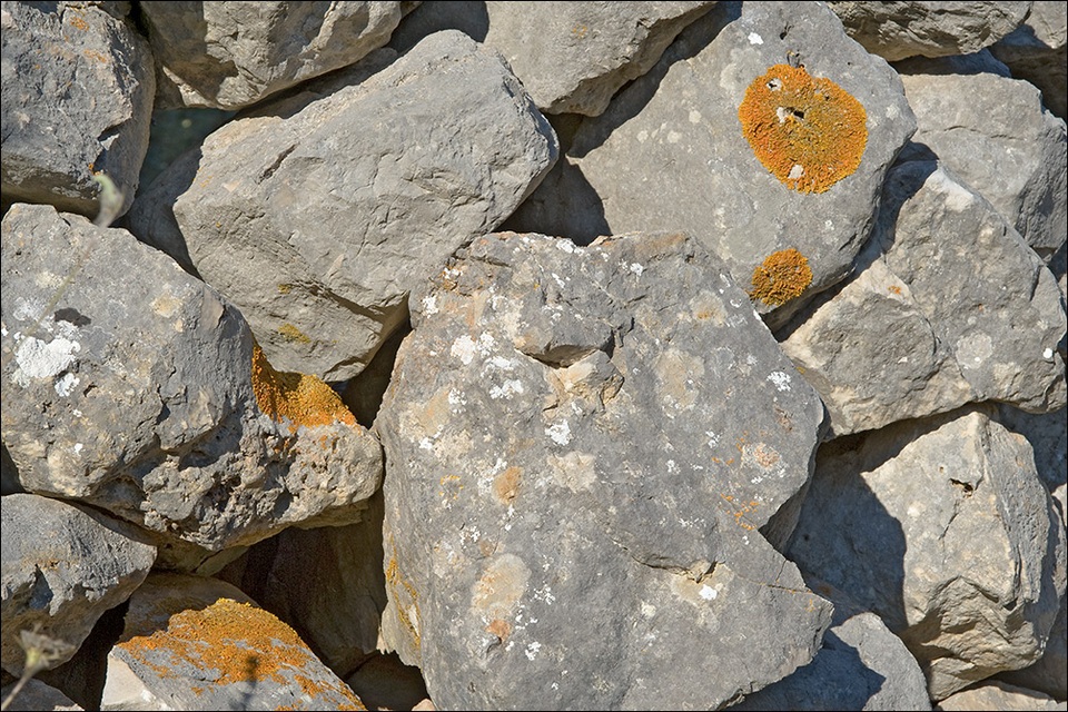 Xanthoria aureola image
