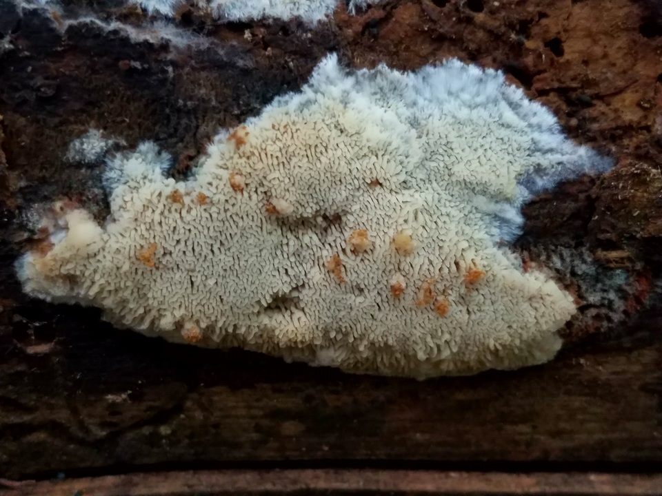 Junghuhnia nitida image