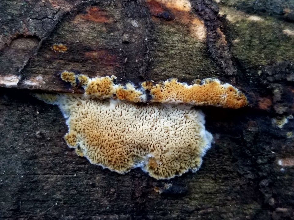 Junghuhnia nitida image