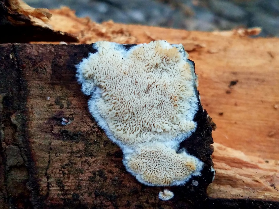 Junghuhnia nitida image