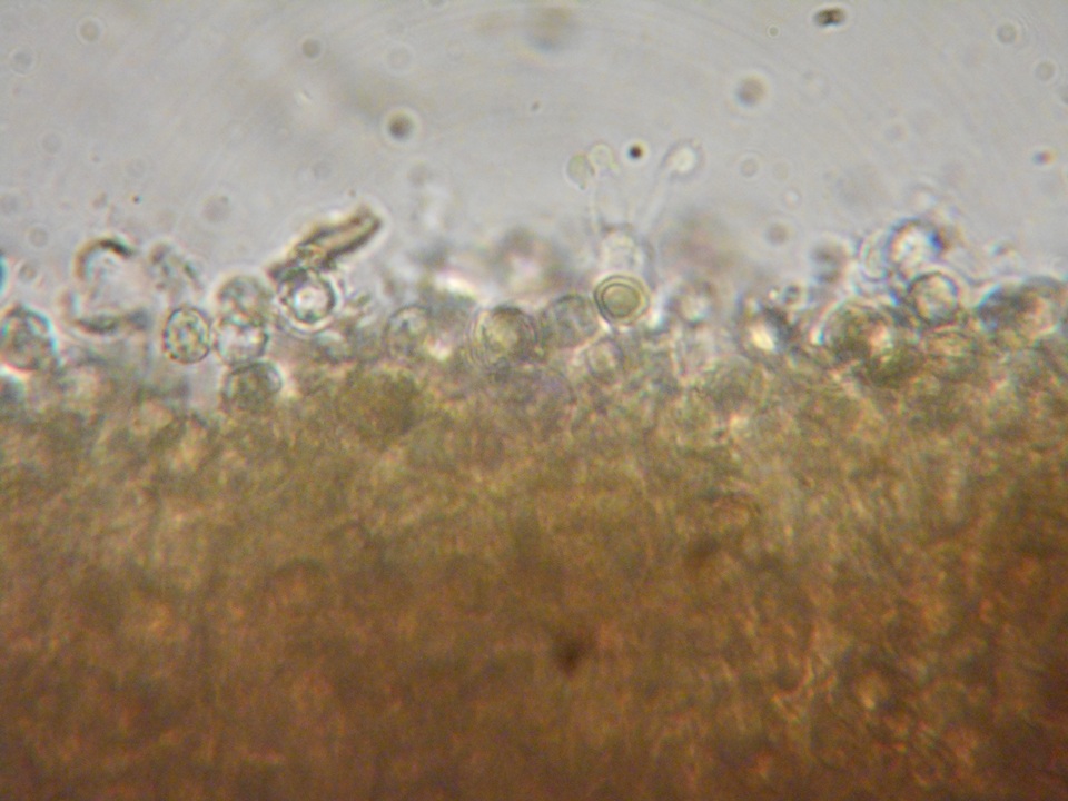 Dichostereum rhodosporum image