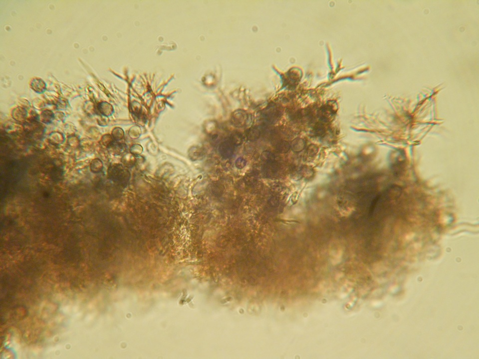 Dichostereum rhodosporum image