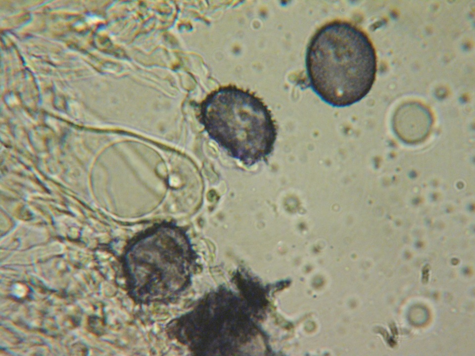 Aleurodiscus grantii image