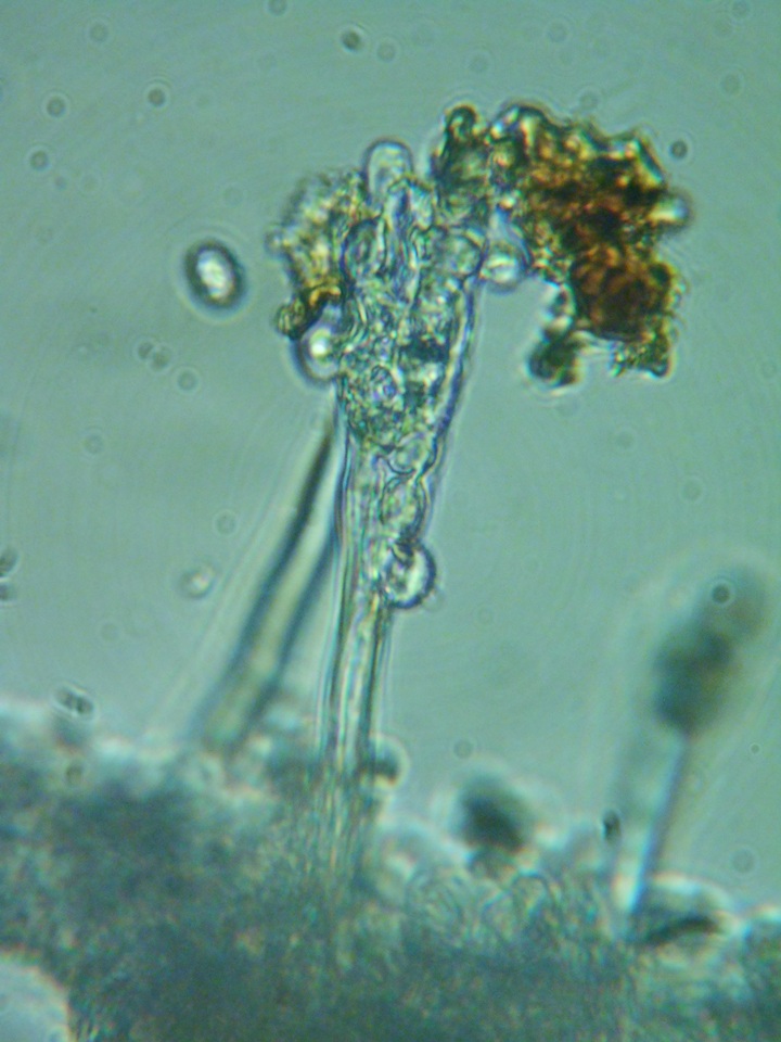 Xenasma rimicola image