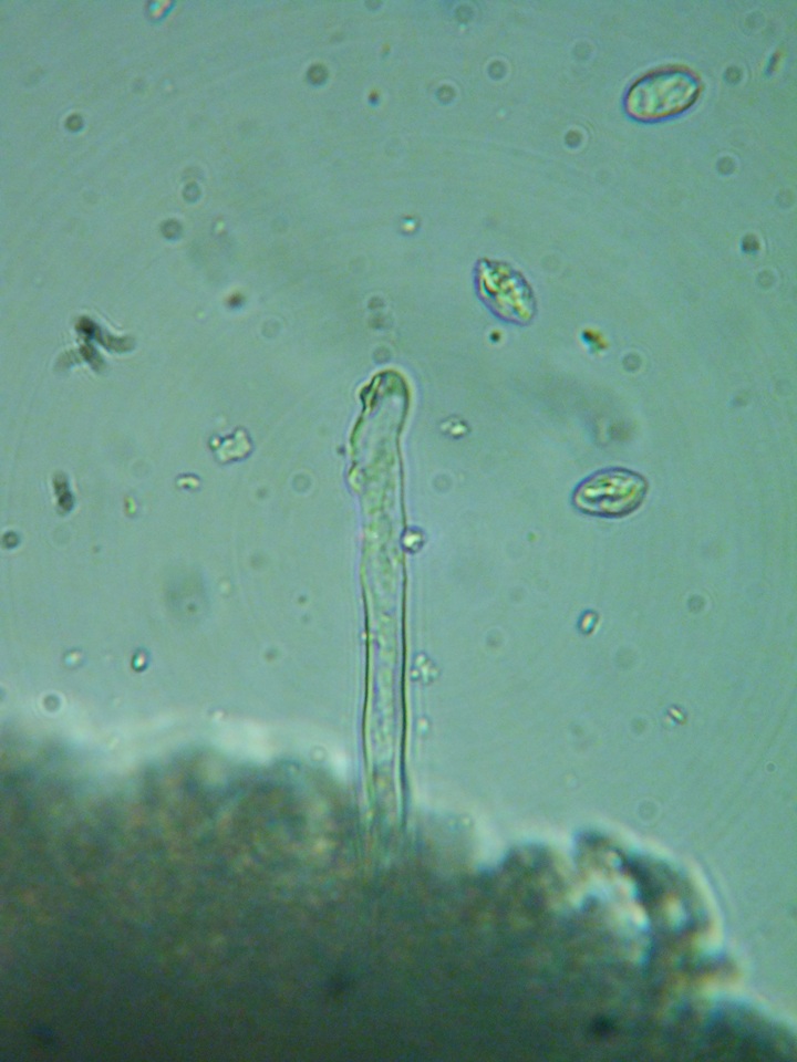 Xenasma rimicola image