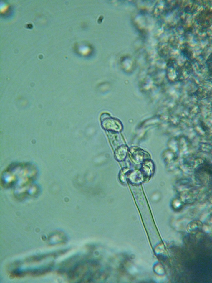 Xenasma rimicola image