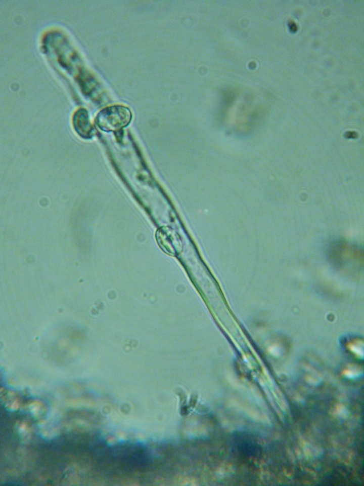 Xenasma rimicola image