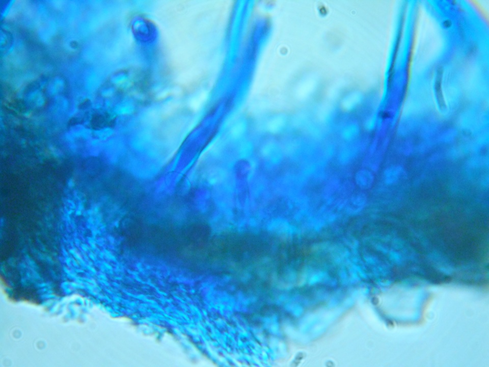 Xenasma rimicola image