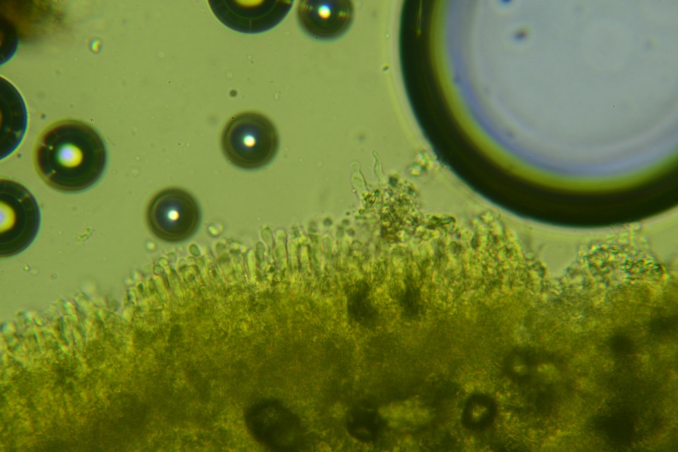 Lyomyces erastii image