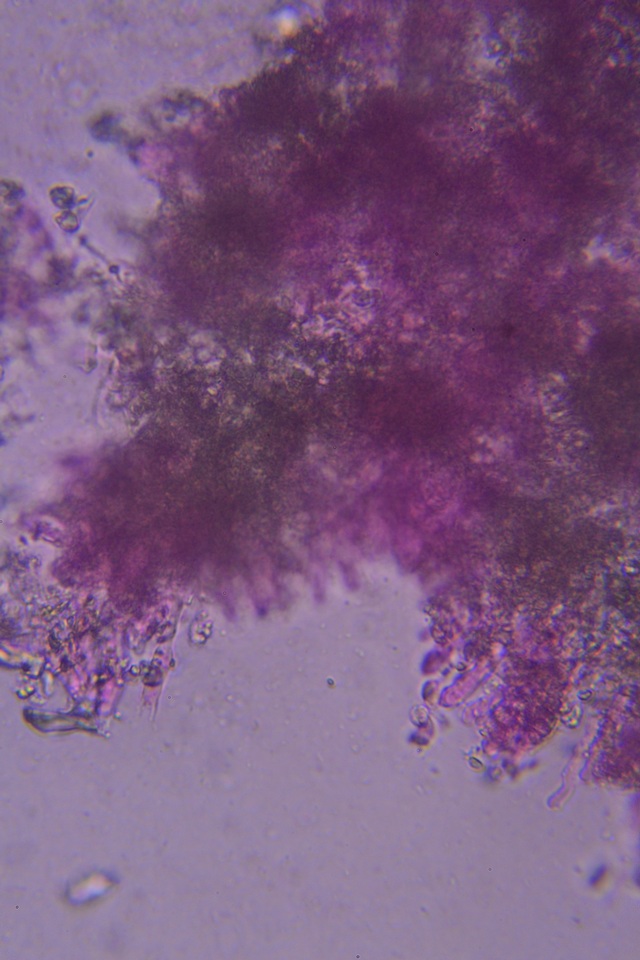 Lyomyces erastii image