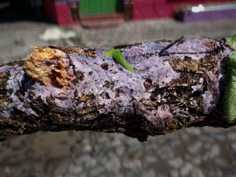 Punctularia atropurpurascens image