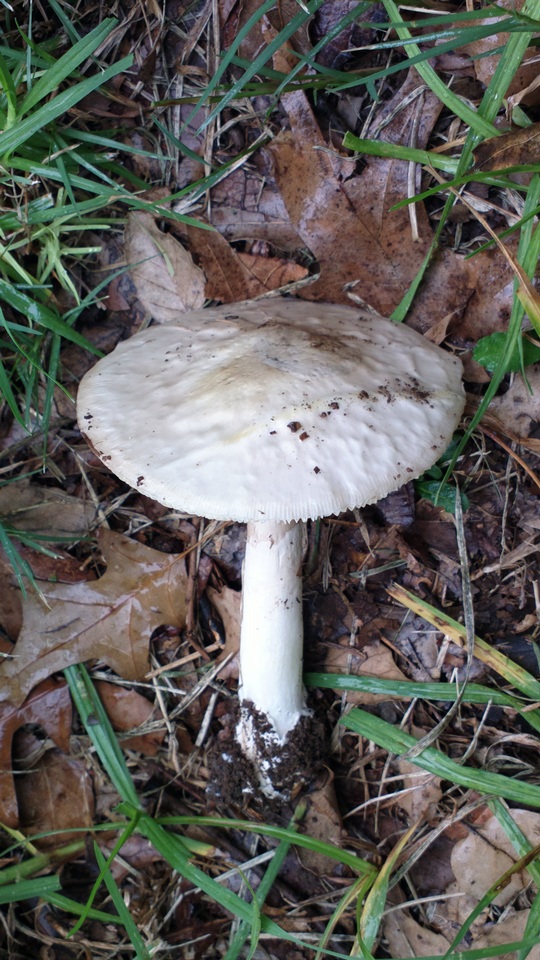 Amanita marmorata image