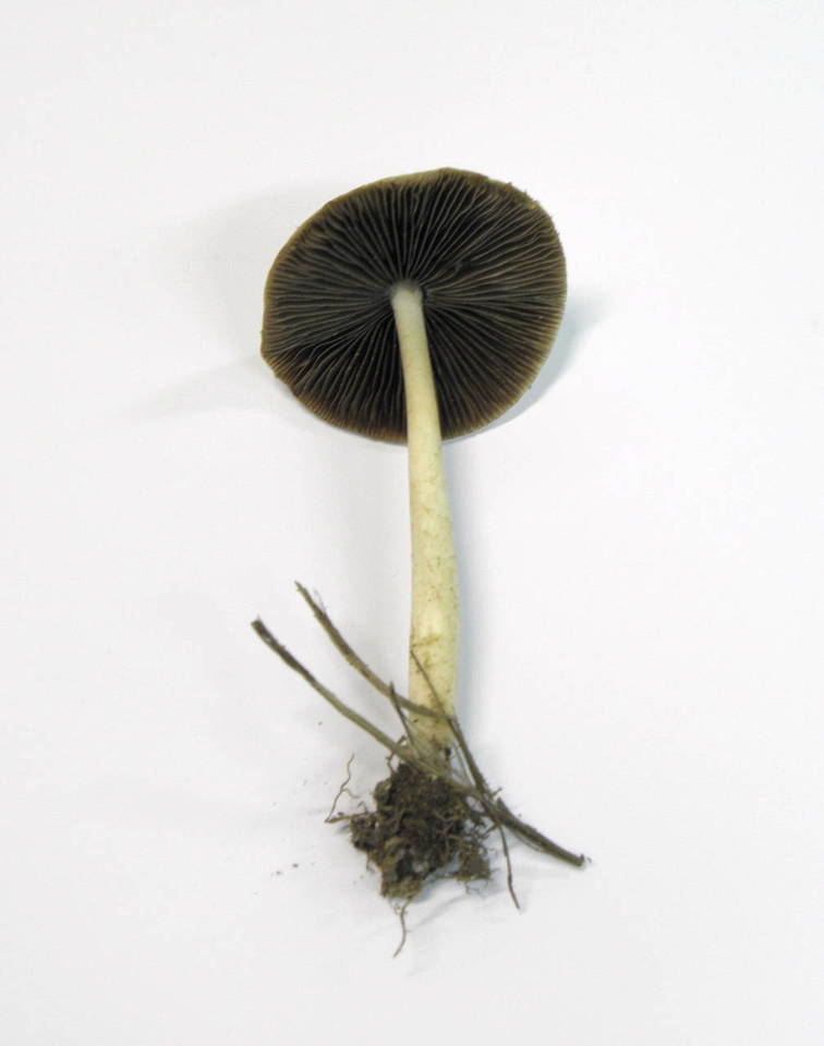 Psathyrella spadiceogrisea image