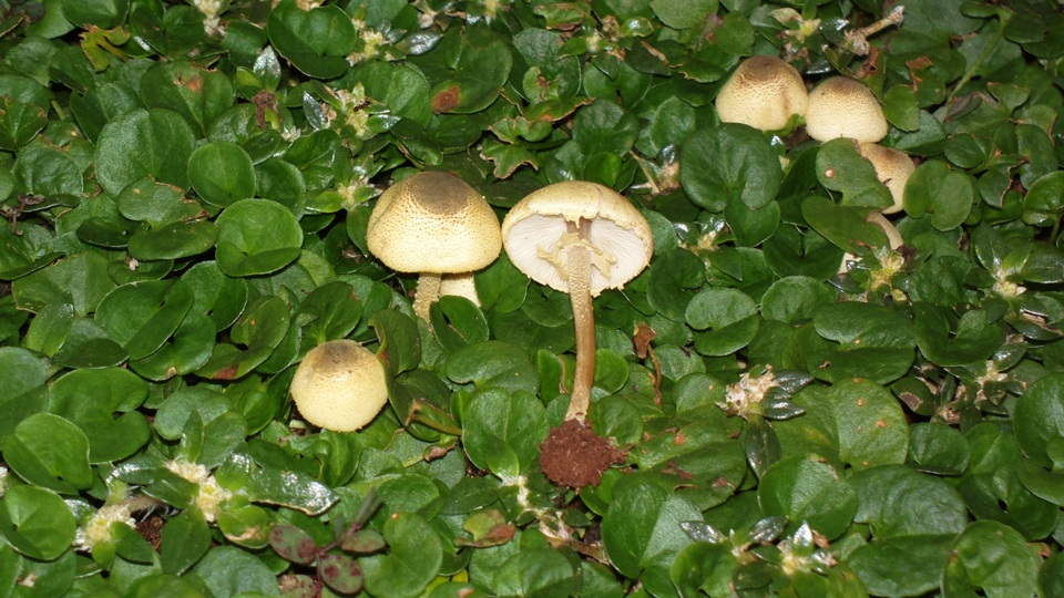 Xanthagaricus luteolosporus image