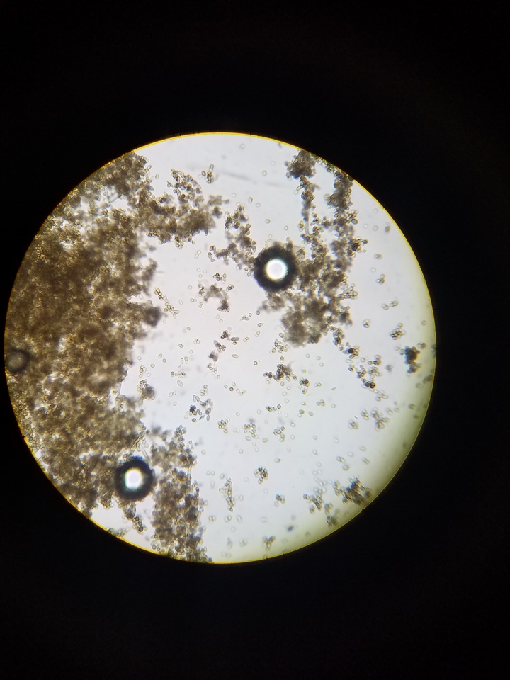 Cladosporium cladosporioides image