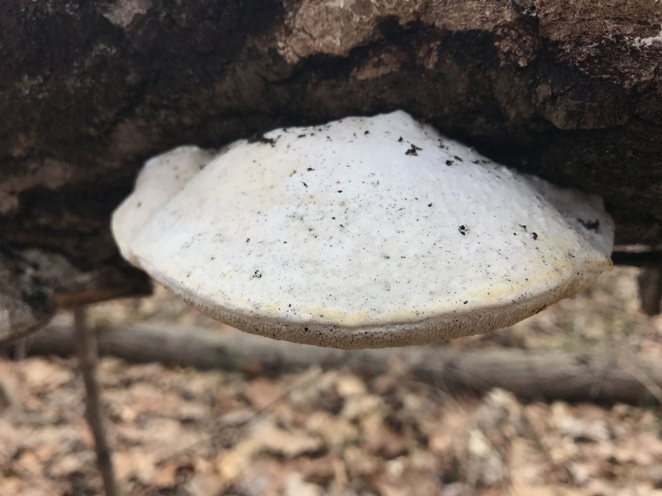 Trametes suaveolens image