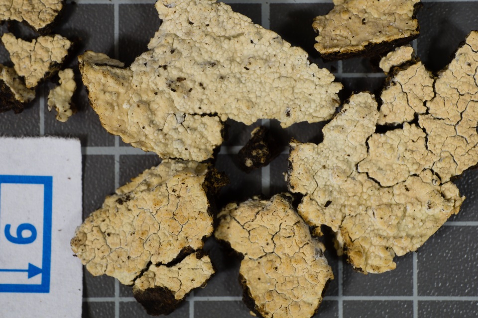 Conferticium ravum image