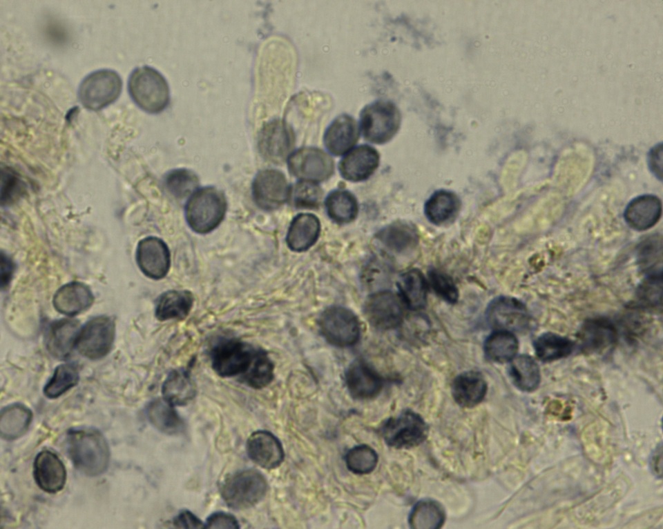 Conferticium ravum image