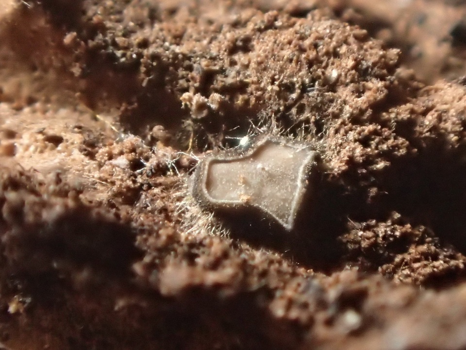 Mollisia melaleuca image