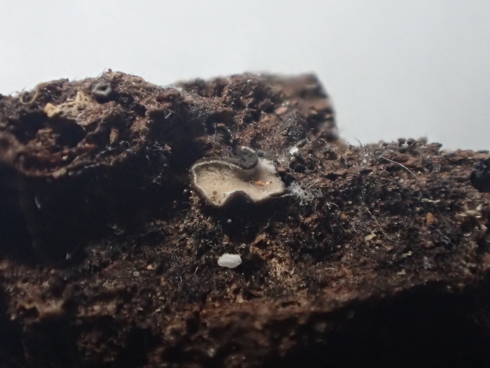Mollisia melaleuca image