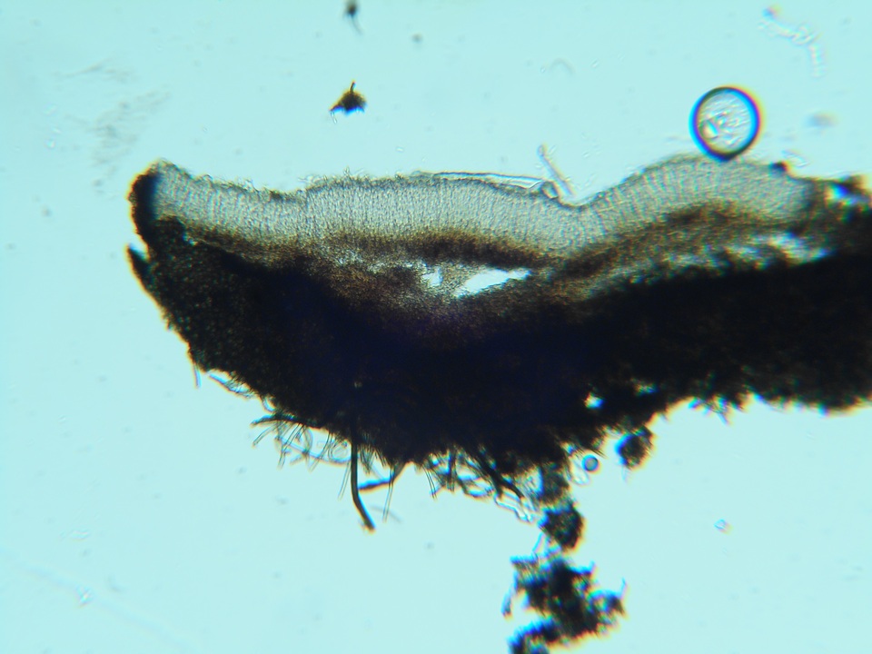 Mollisia melaleuca image