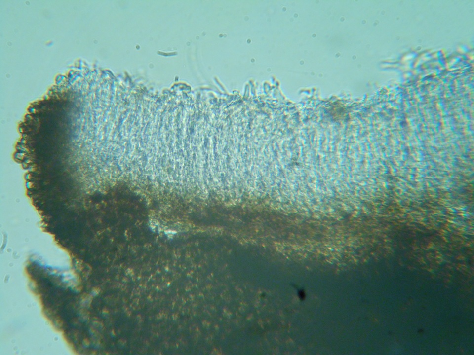 Mollisia melaleuca image