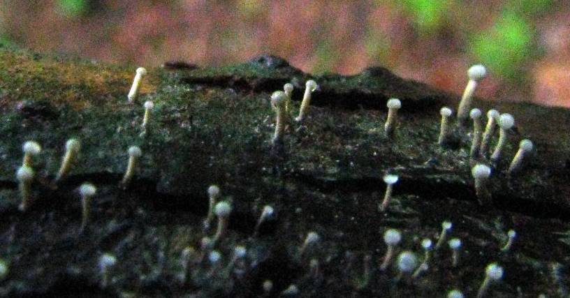 Stilbella flavipes image